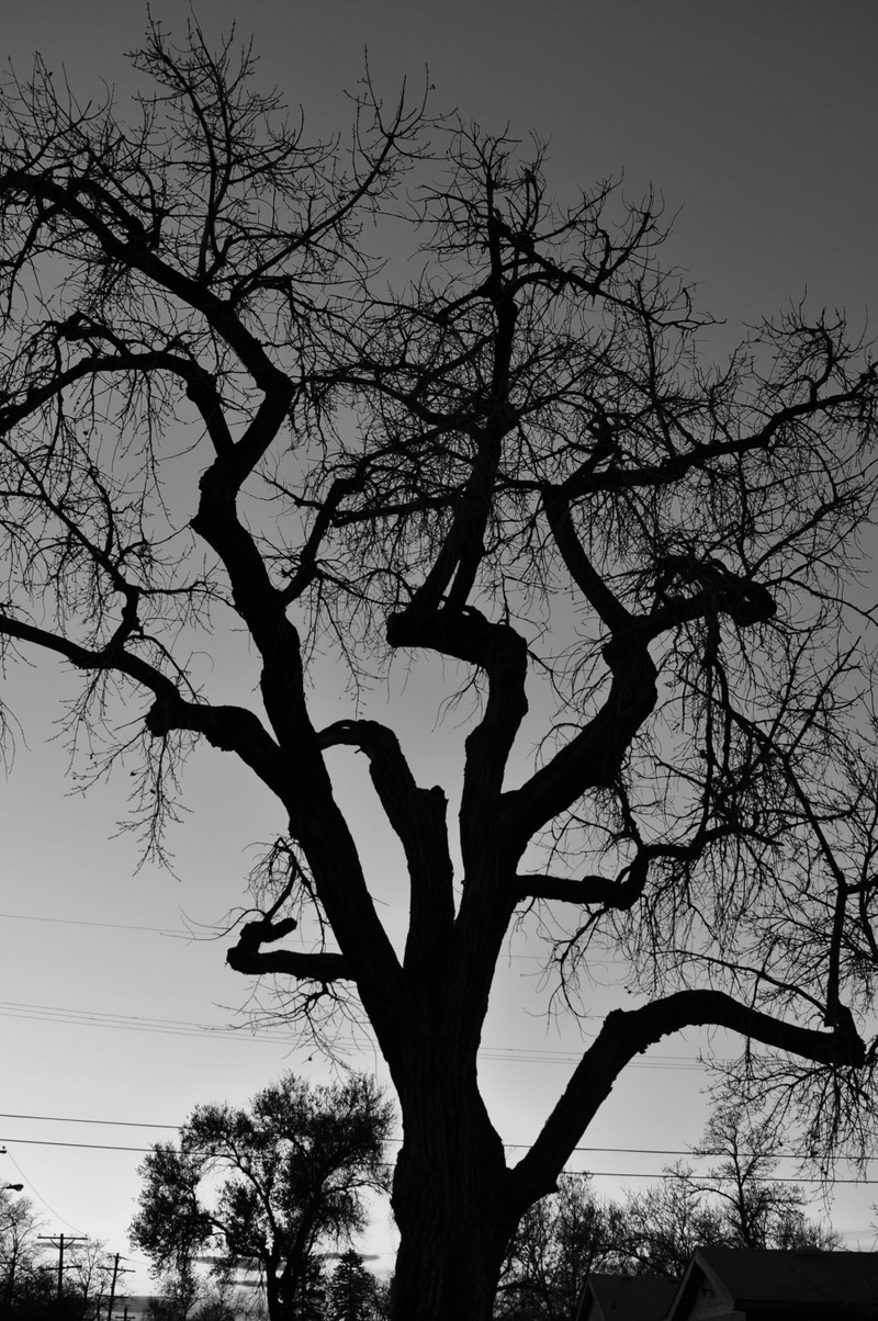 Illustration for article titled 27 Photos Of Barenaked Trees